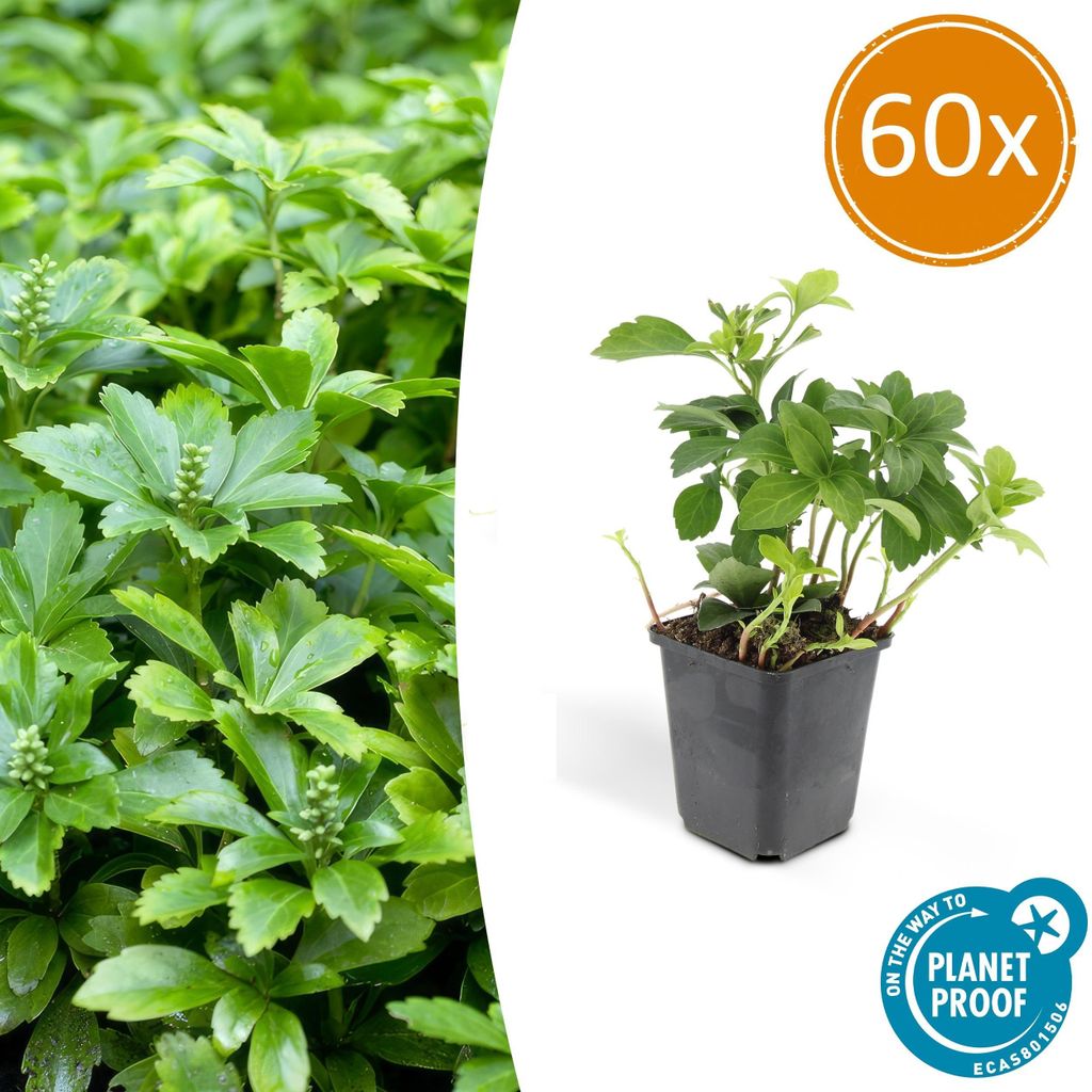 Pachysandra terminalis 'Green Carpet' | 60 Stücke - 10-25cm - Ø9cm - Gartenpflanze