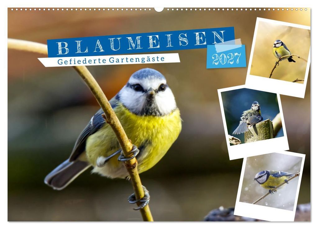 Gefiederte Gartengäste, Blaumeisen (Wandkalender 2027 DIN A2 quer), CALVENDO Monatskalender