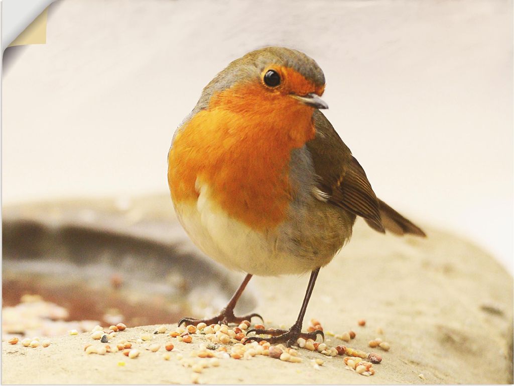 ARTland Wandbild, selbstklebend Rotkehlchen Größe: 60x45 cm