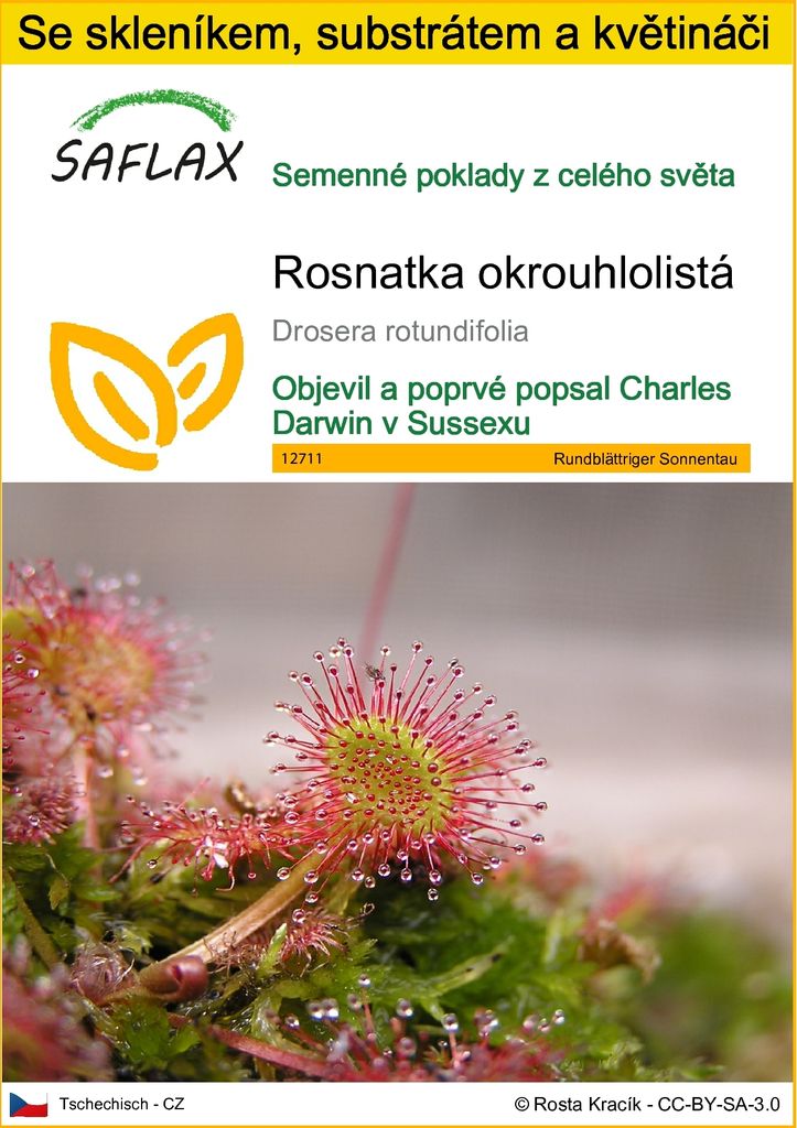 SAFLAX Kultivační sada - Rosnatka okrouhlolistá - Drosera Obrázek produktu 