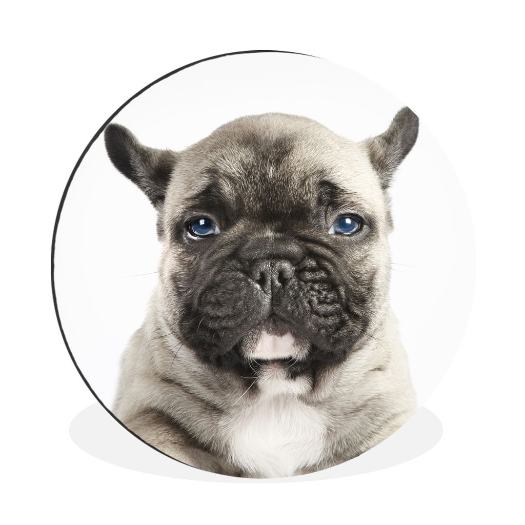 MuchoWow Aluminium Wandkreis Porträt eines französischen Bulldoggenwelpen Ø 90 cm Wanddeko Modern Wohnzimmer - Mauerkreis - Wandbilder - Runde...