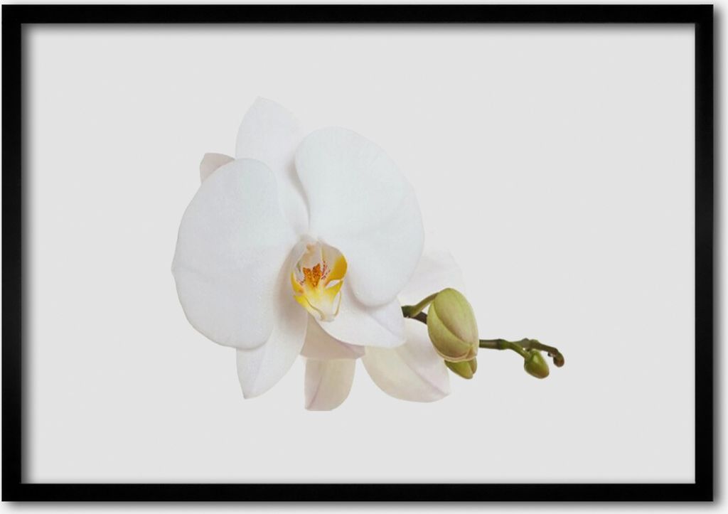Bild 70x50 MDF-Rahmen Wandkunst Natur Blume Pflanze