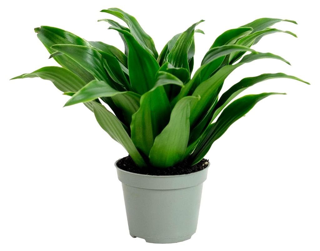 Drachenbaum Janet Craig - pflegeleichte Zimmerpflanze, Dracaena Deremensis Janet Craig - Höhe ca. 15 cm, Topf-Ø 6 cm