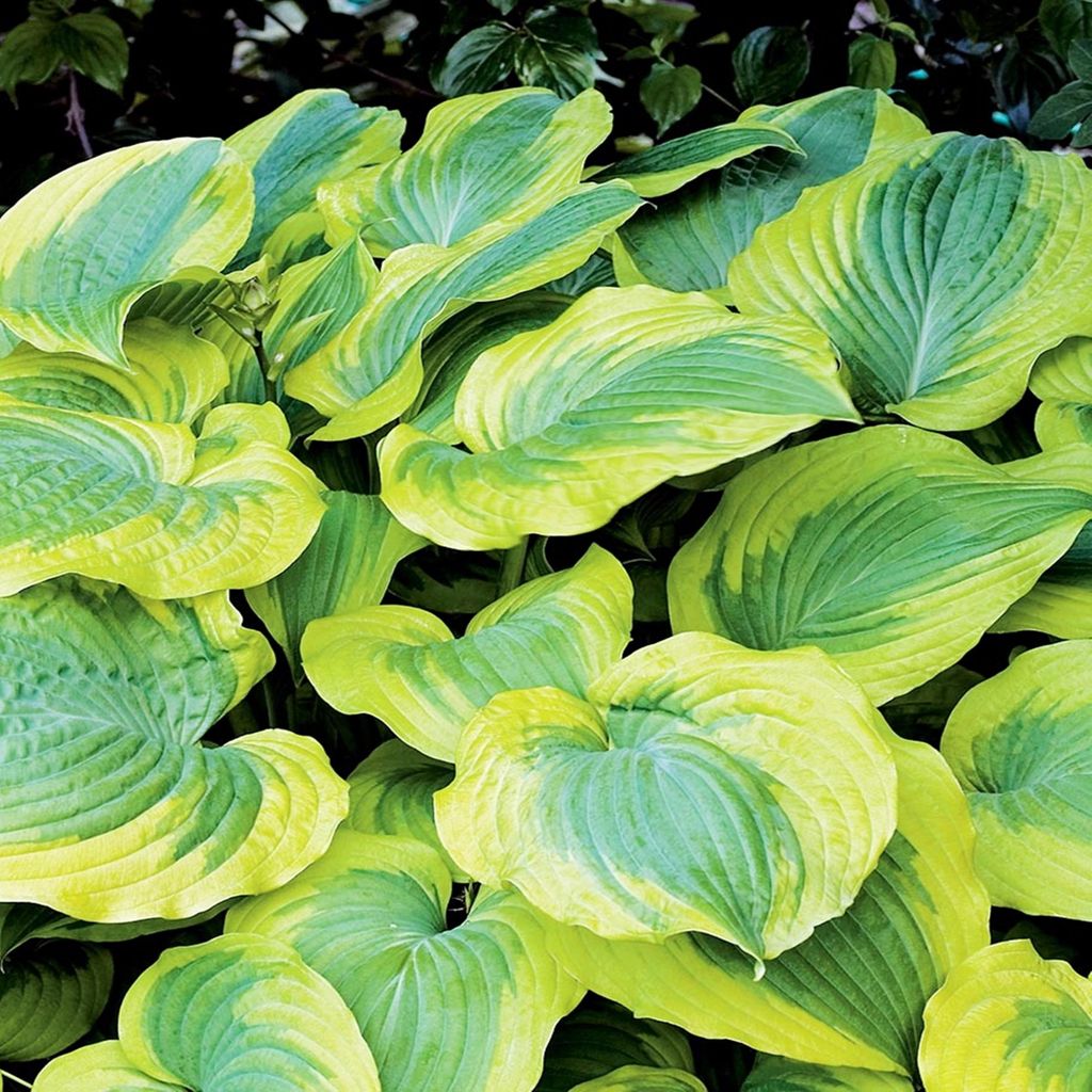 Funkie Hosta Knolle Zierblätter Schattenpflanzen Funkie Satisfaction 1 St.