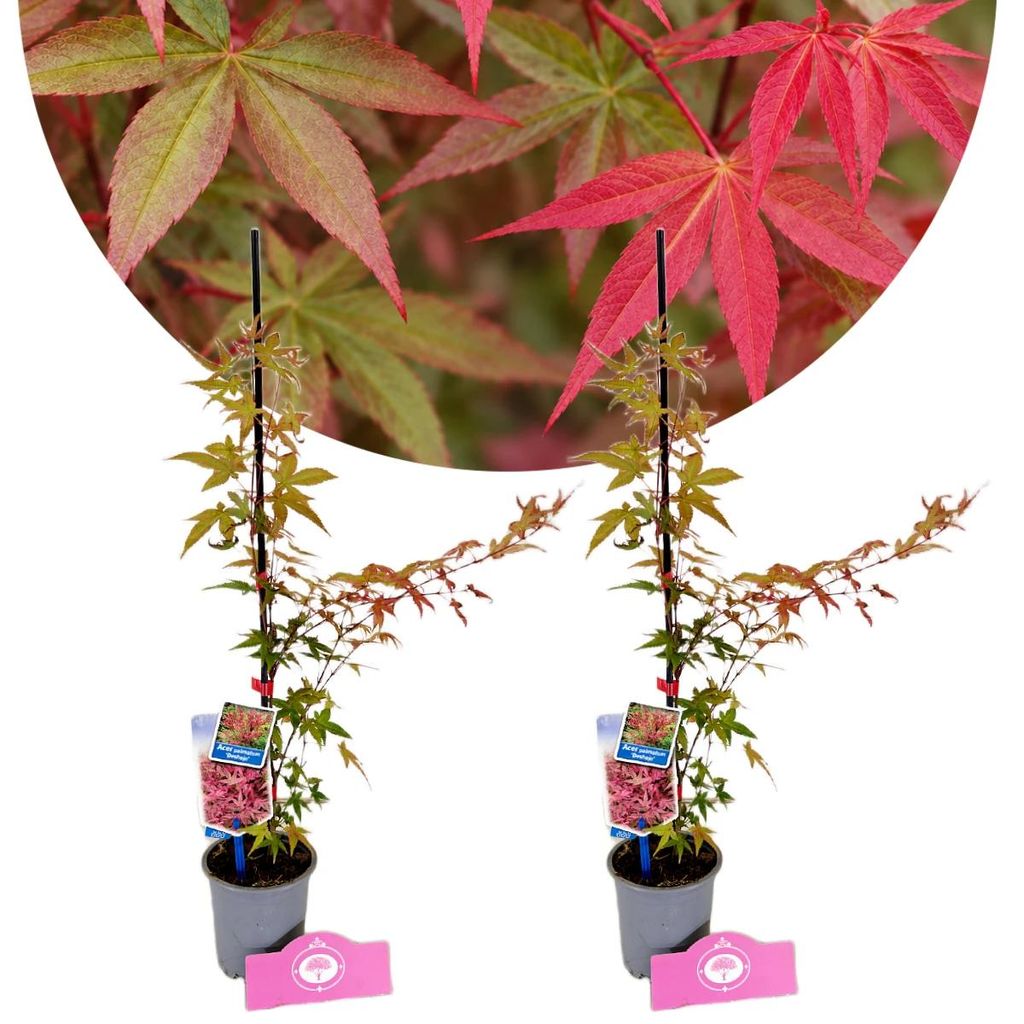 Set van 2 Japanse esdoorn 'Deshojo' – Acer palmatum, Productafbeelding 