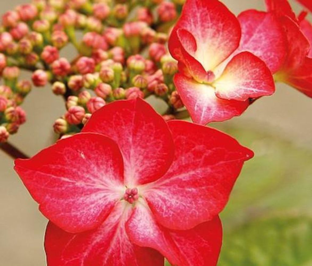 Hydrangea macrophylla Red Bull 20-30 cm / Topf 10,5 - Hortensien mit prächtigen Blüten - Tellerhortensie