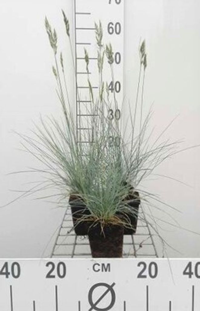 6 x Festuca glauca 'Elijah Blue' - Blaugrünes Schwingel - Topf 9 x 9 cm