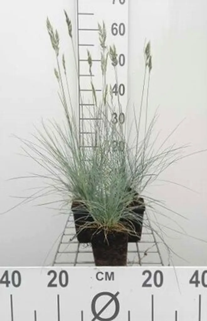 6 Festuca glauca Elijah Blue - Fétuque bleue en pot de 9x9 cm pour jardin