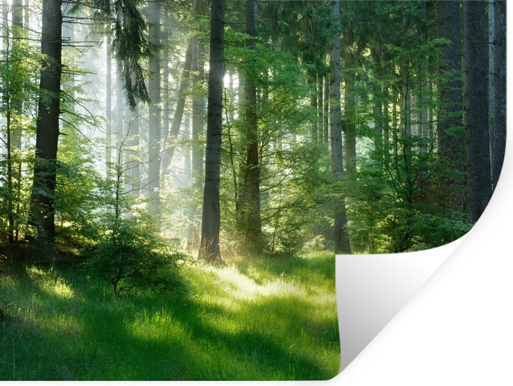 MuchoWow Wandtattoo Wandsticker Wandaufkleber Natur - Bäume - Wald - Grün - Sonne - Gras - Pflanzen 160x120 cm Selbstklebend und Repositionierb...