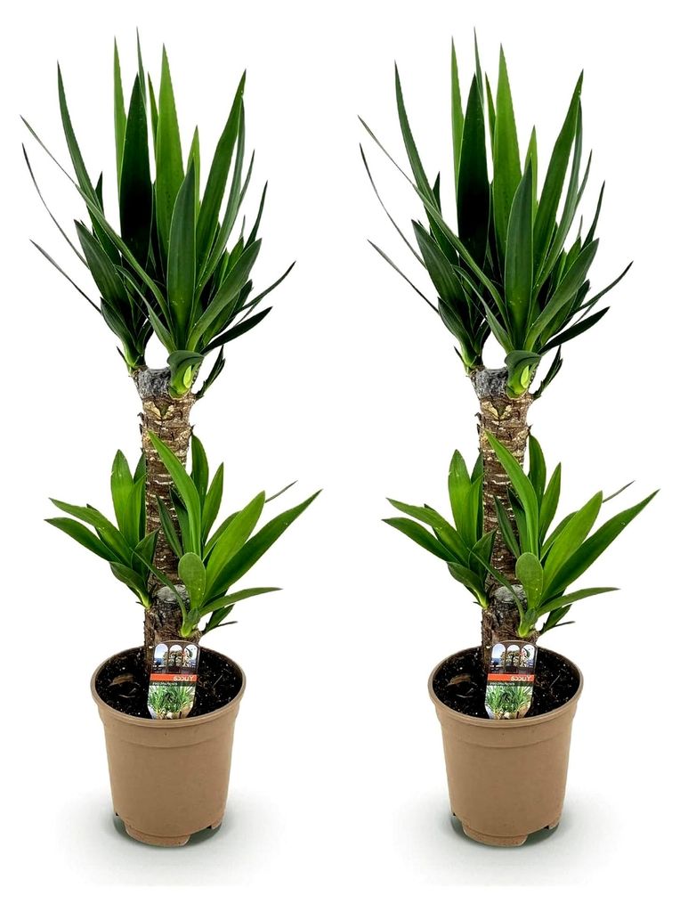 Zimmerpflanze - Yucca elephantipes - Pflegeleicht - Grün - Topf 17cm - Höhe 75cm