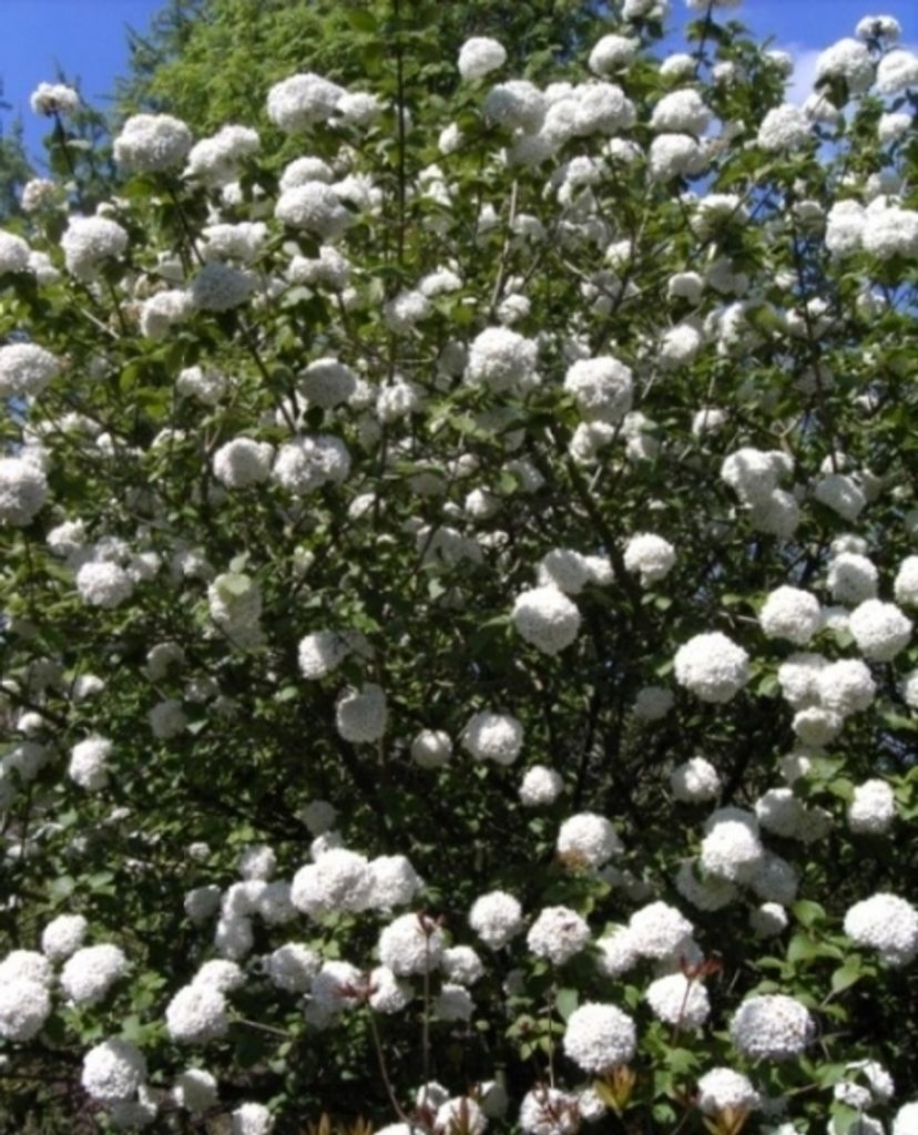 Großblumiger Duft-Schneeball - Viburnum x carlcephalum - Produktbild 