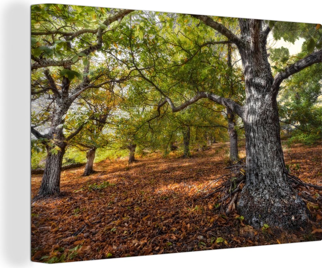 OneMillionCanvasses - Leinwandbilder - 140x90 cm, Mehrere Kastanienbäume, Wandbilder Kunstdruck Wanddekoration - Foto auf Leinwand - Gemälde au...