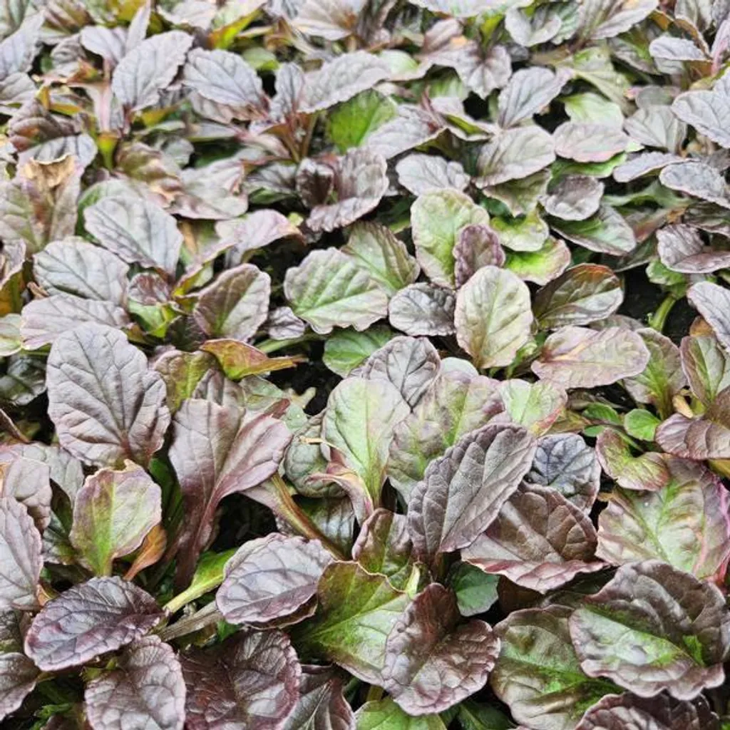Couverture végétale fleurie : Lysimachie et Ajuga reptans en lot de 6