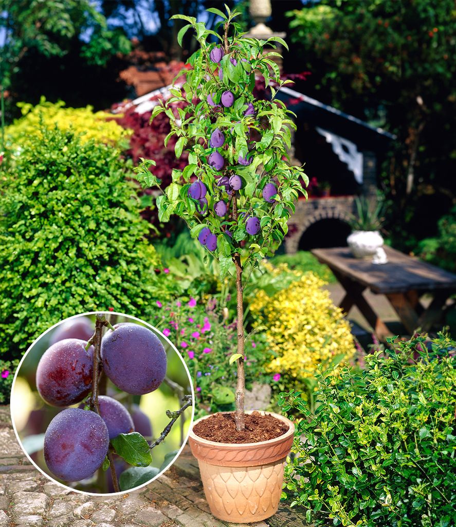 A plum tree with ripe purple plums in a garden setting, with a close-up inset of the plums.