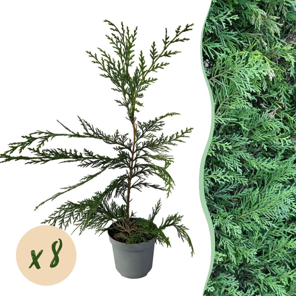 GreenboutiQ - Heckenpflanzen - Cupressocyparis leylandii - Blatt grün - 8 Pflanzen - 1 laufender Meter - immergrün - Topf 9cm Höhe 35-40cm