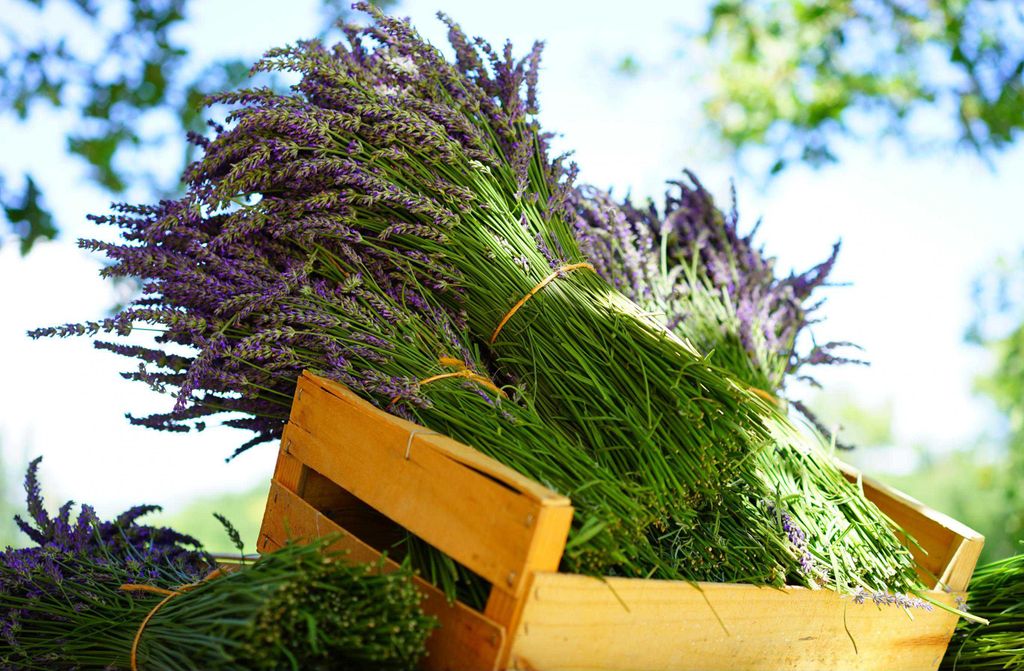 hansepuzzle 16401 - Lavendel in Box Puzzle, 500 Teile, Natur, 46,0 x 30,0cm mit hochwertiger Aufbewahrung, Kartonbox und wiederverschließbarem Beutel