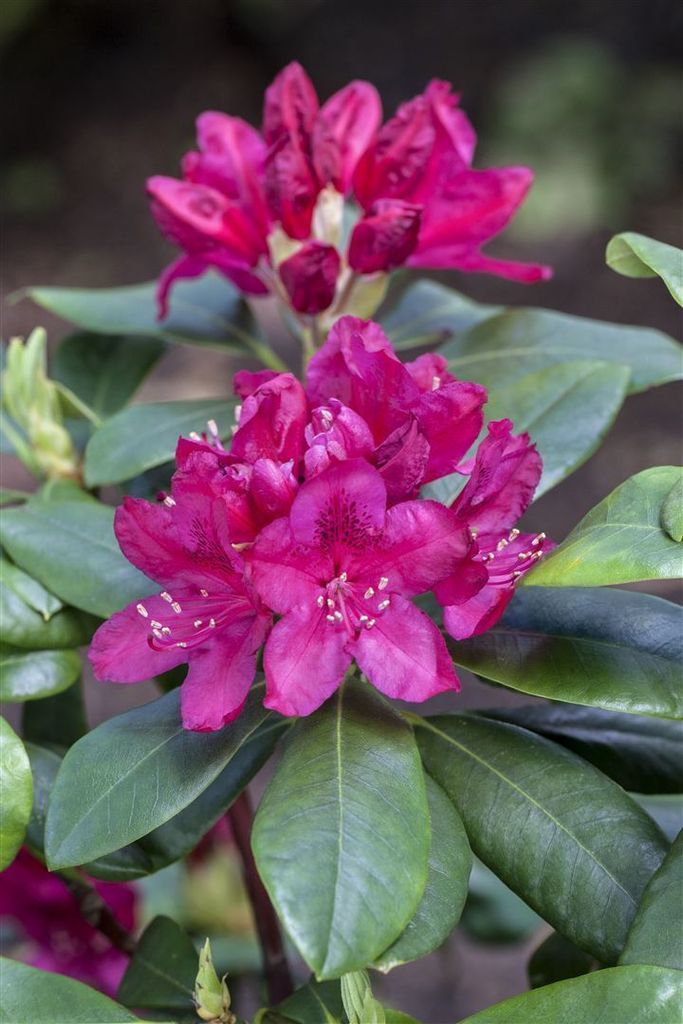 Rhododendron 'Nova Zembla', rot, 3040 cm Strucher & Bume