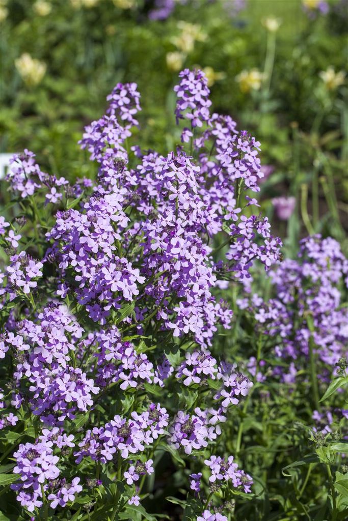 Hesperis Matronalis: Systematics, Etymology, Habitat, Cultivation - Foto 3