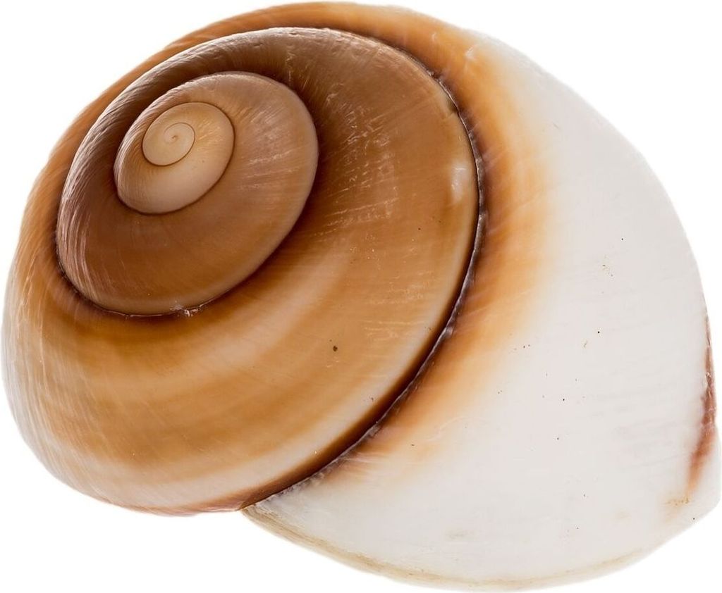 Lamarkiana Schneckenhaus Ryssota otaheitana 7,5 cm Produktbild 