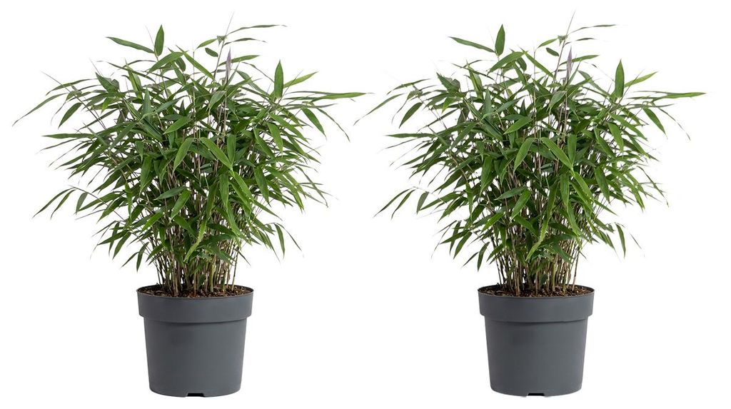x2 Bamboo Asian Wonder P14 H30