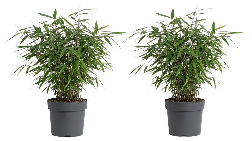 Plante Bambou Rouge Fargesia Asian Wonder Non Envahissant Lot de 2 Pots