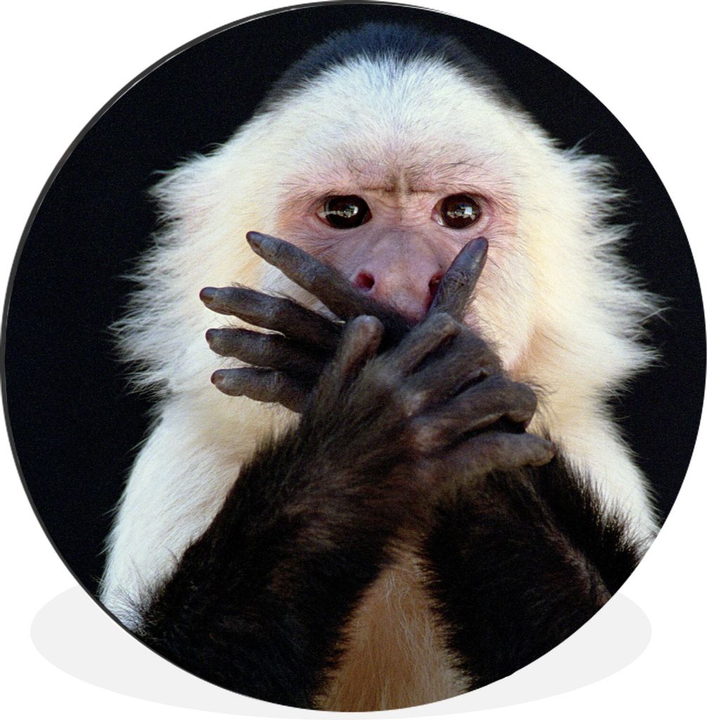 MuchoWow Aluminium Wandkreis Affe - Wilde Tiere - Porträt Ø 30 cm Wanddeko Modern Wohnzimmer - Wand Bild - Wohnzimmer - Runde Bilder - Alubilde...