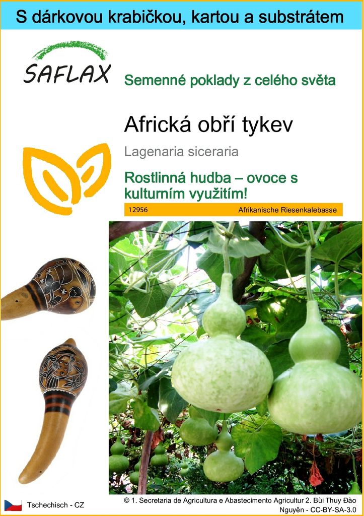 SAFLAX Dárková sada - Africká obří tykev - Lagenaria Obrázek produktu 