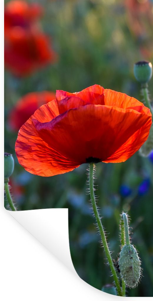 MuchoWow Wandtattoo Wandsticker Wandaufkleber Bunte Mohnblumen in den Niederlanden 60x120 cm Selbstklebend und Repositionierbar - Selbstklebend -...