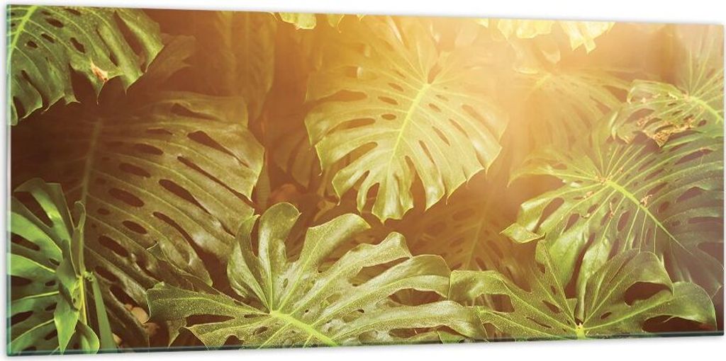 Bilder auf glas - Einteilig - Blätter Monstera Licht - 120x50cm - Glasbilder - Wandbilder - Bilder - zum Aufhängen bereit - Wanddekoration aus Gl...