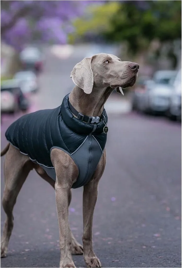 Cappottino Cane Red Dingo Reversibile 25 cm | Stile Nero e Grigio - 3