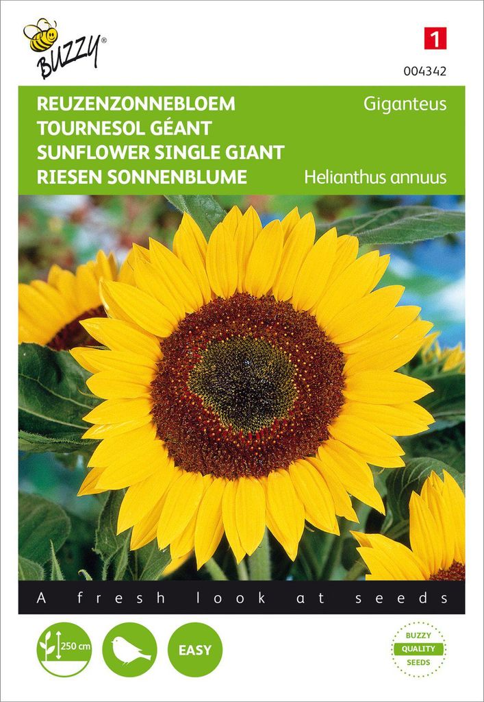 Riesen Sonnenblume Giganteus | Sonnenblumensamen von Buzzy Seeds