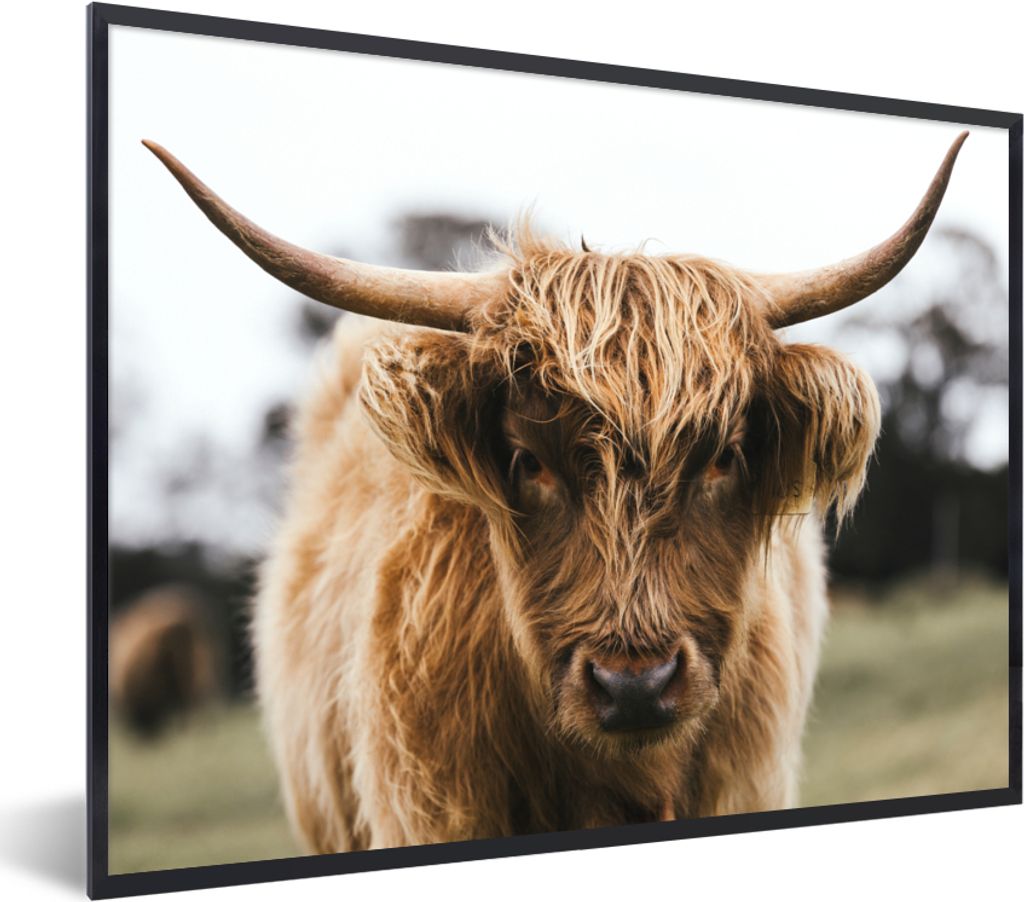 MuchoWow Gerahmtes Poster Schottischer Highlander - Kuh - Gras - Tiere - Natur 80x60 cm - Poster mit Schwarzem Bilderrahmen Wandposter Rahmen Fot...
