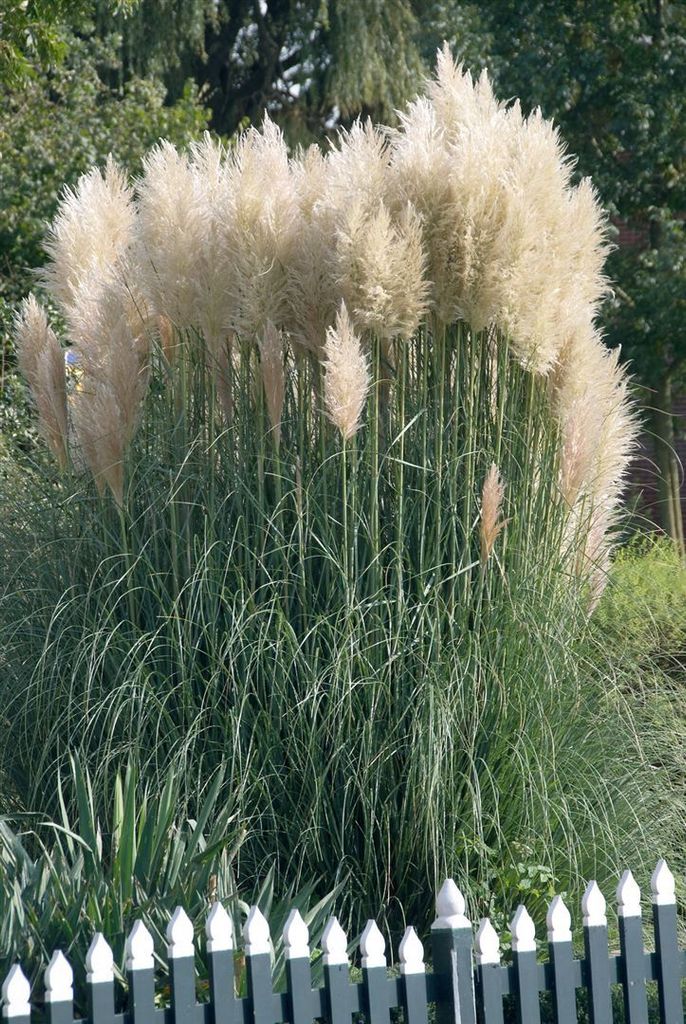 Cortaderia selloana 'Sunningdale Silver', Pampasgras, Produktbild 