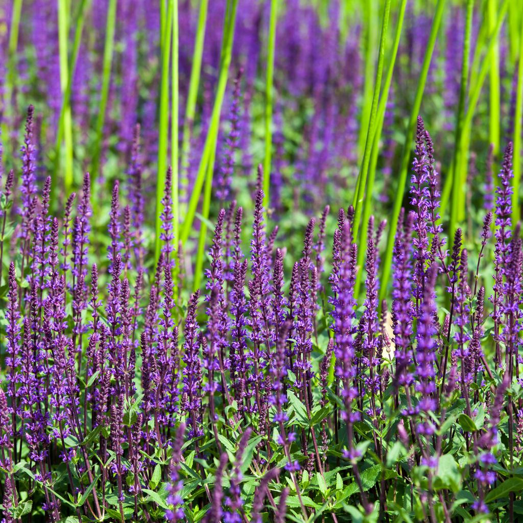 Bloomique - 3er Set - Salvia Nemorosa Ostfriesland - Salbei - Lila Blüten - Gartenpflanzen - Winterhart - Höhe 10-20cm - Topf 9x9cm