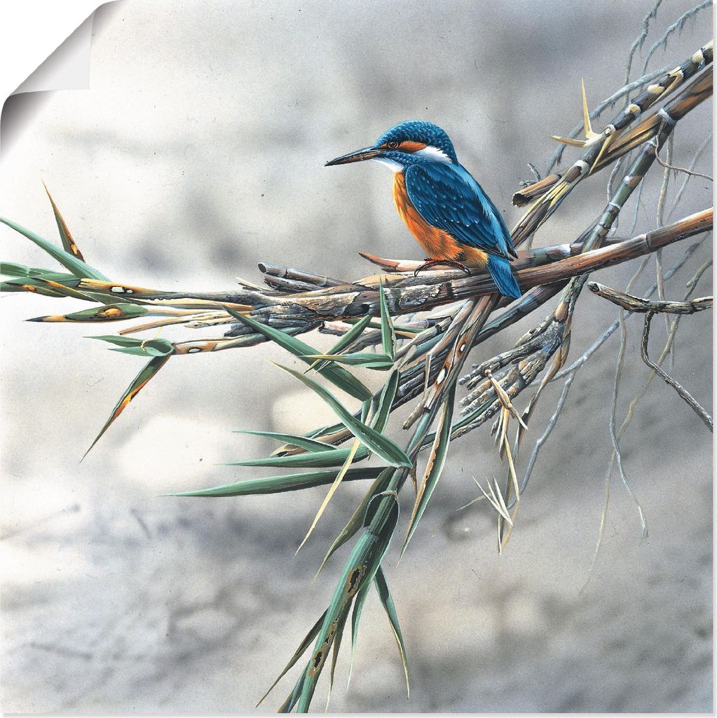 ARTland Poster Eisvogel I Größe: 40x40 cm