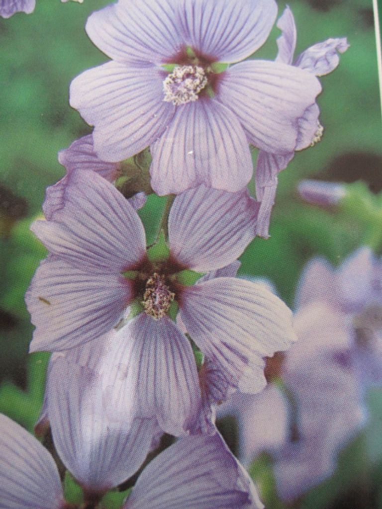 Buschmalve Blue Bird - Lavatera cultorum Blue Bird - 30-40cm