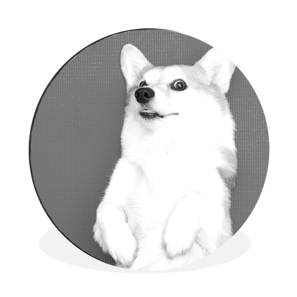 MuchoWow Aluminium Wandkreis Corgi auf einer Yogamatte - schwarz und weiß Ø 90 cm Wanddeko Modern Wohnzimmer - Mauerkreis - Wandbilder - Runde ...