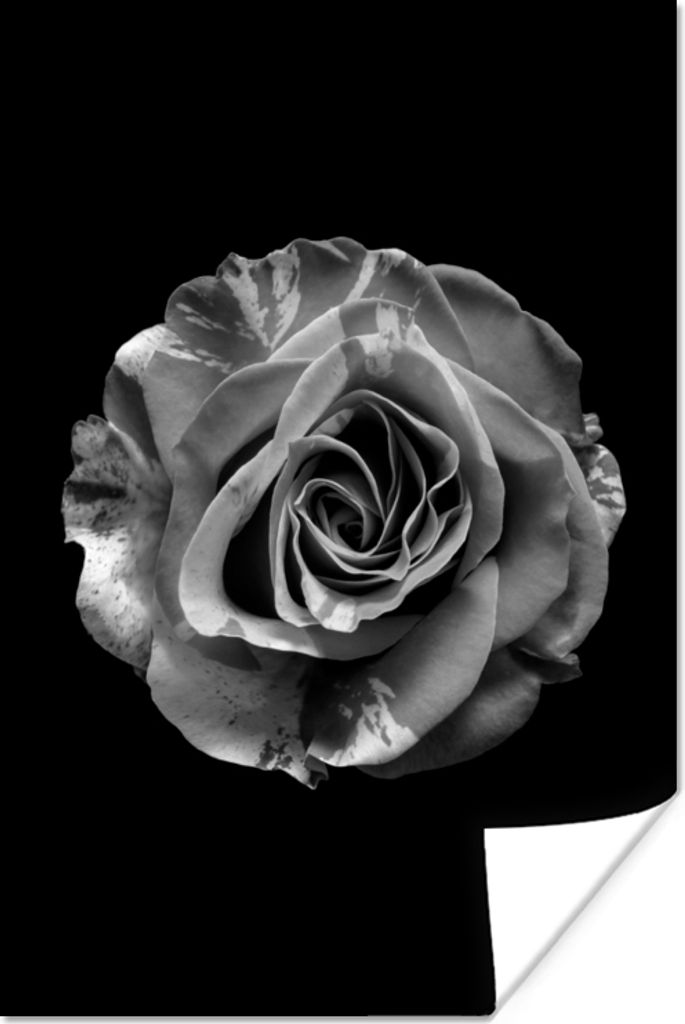 MuchoWow Poster Blumen - Rose - Schwarz - Weiß - Botanisch 120x180 cm - Kunstposter