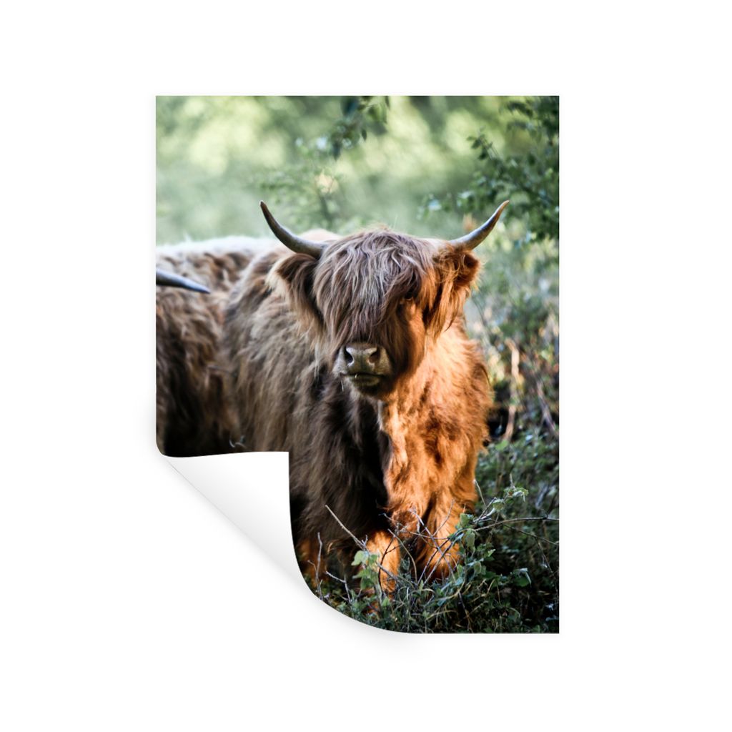 MuchoWow Wandtattoo Wandsticker Wandaufkleber Schottische Highlander - Wald - Tiere 60x80 cm Selbstklebend und Repositionierbar - Repositionierba...