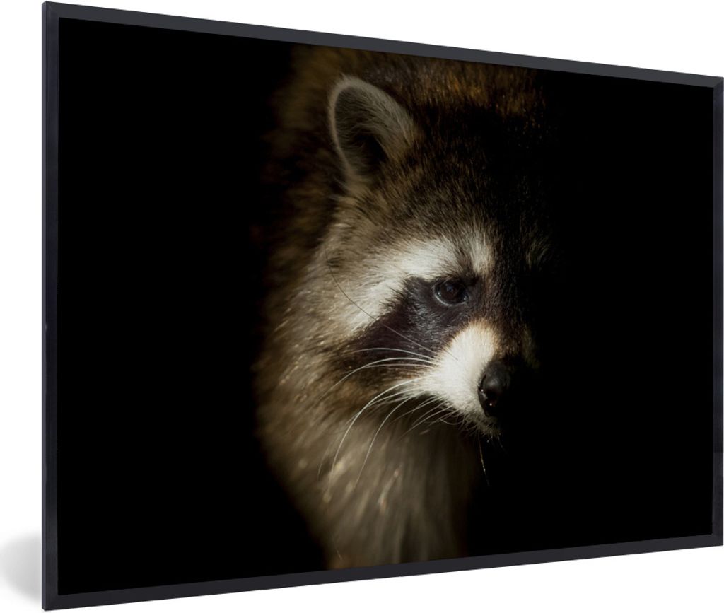 MuchoWow Gerahmtes Poster Waschbär - Wilde Tiere - Schwarz 90x60 cm - Poster mit Schwarzem Bilderrahmen Wandposter Rahmen Foto Bilder - Fotorahm...