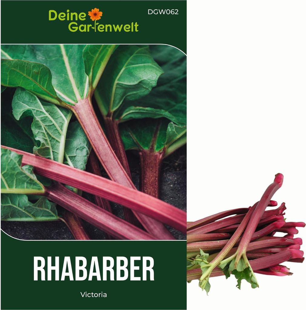 Rhabarber Victoria Samen - Rheum rhabarbarum - Rhabarbersamen - Gemüsesamen - Saatgut für 10 Pflanzen