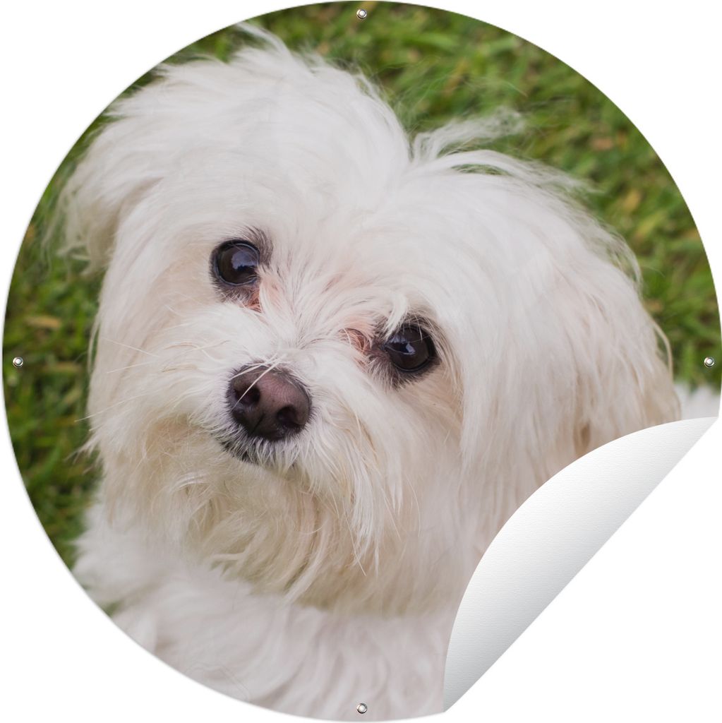 MuchoWow Gartenposter Outdoor-Poster Rund Malteserhund schaut auf Ø 120 cm Gartendeko Rundes Poster draußen