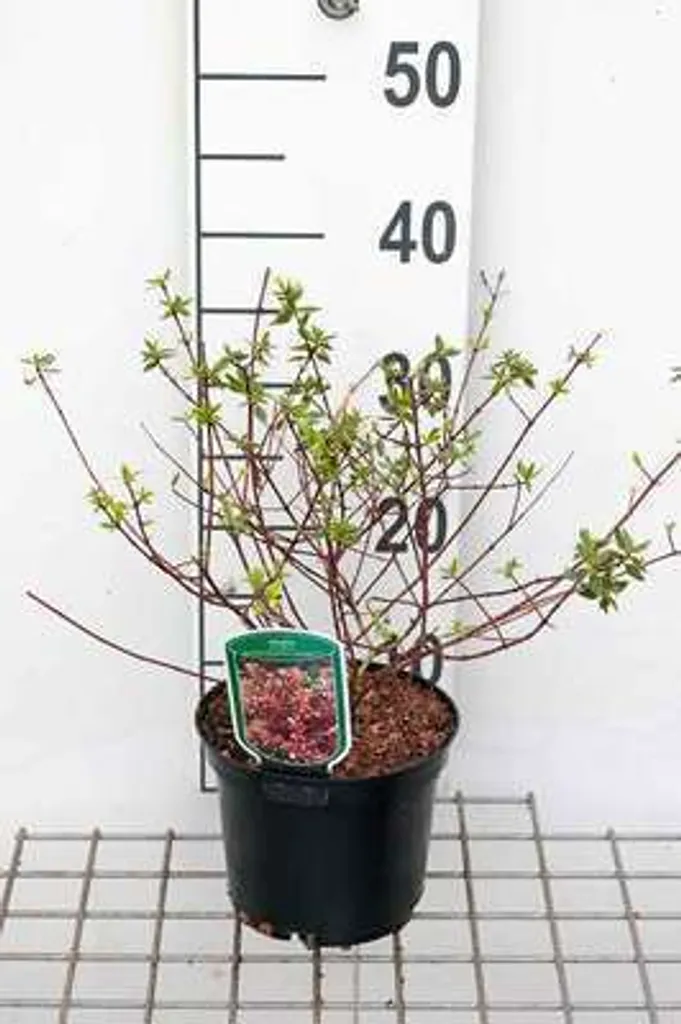 Arbuste d'ornement Abelia Sunshine Daydream® Hauteur 25-30 cm
