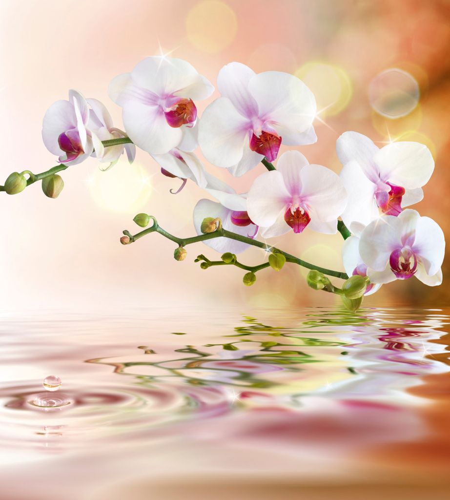 Fototapete - White Orchid 225x250cm - Vliestapete