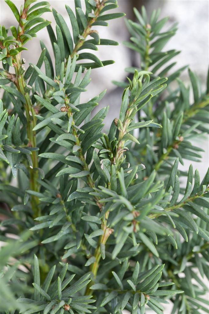 Taxus baccata 'Fips', Eibe, kompakt, ca. 12–15 cm