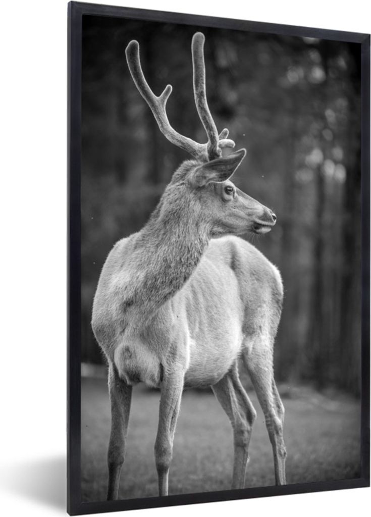 MuchoWow MuchoWow Gerahmtes Poster Ein Rentier im Khovsgol Lake National Park in der Mongolei - schwarz-weiß 60x90 cm - Poster mit zchwarzem B...