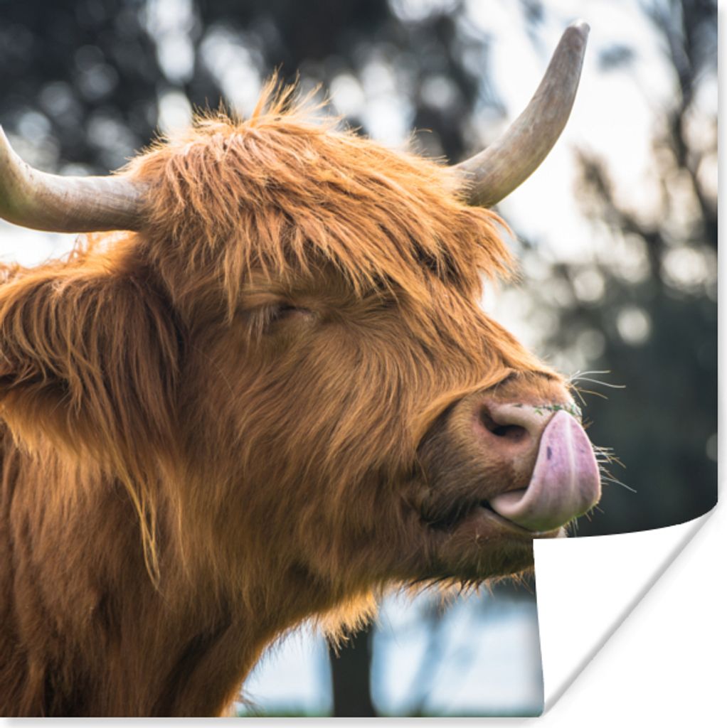 MuchoWow Poster Schottischer Highlander - Nase - Baum 30x30 cm - Wandposter - Printing