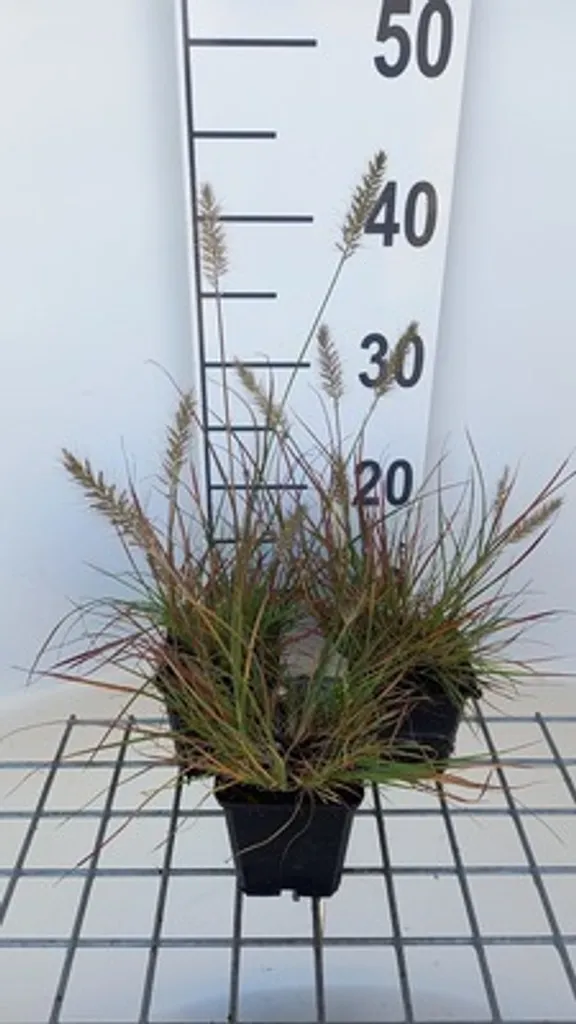 6 Pennisetum alop. Burgundy Bunny - Herbe aux écouvillons en pot 9x9