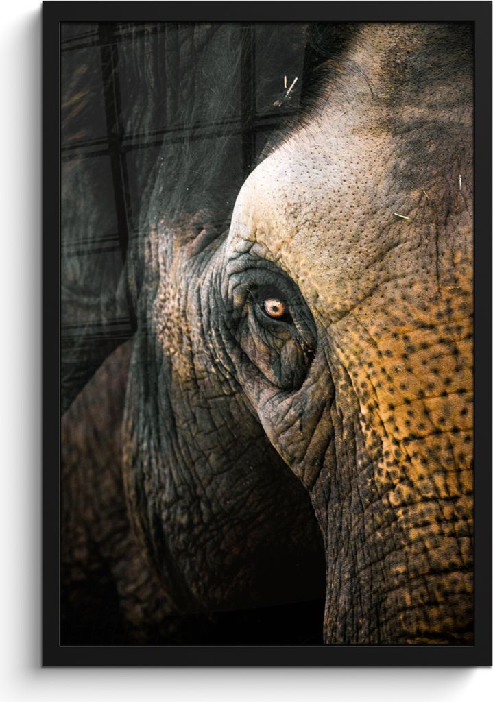 MuchoWow MuchoWow Gerahmtes Poster Elefant - Nahaufnahme - Tiere - Natur 40x60 cm - Poster mit zchwarzem Bilderrahmen - Papierdruck - Wandbilder