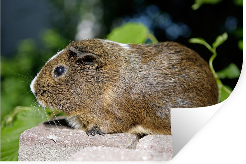 MuchoWow - Wierderverwendbar - Selbstklebend